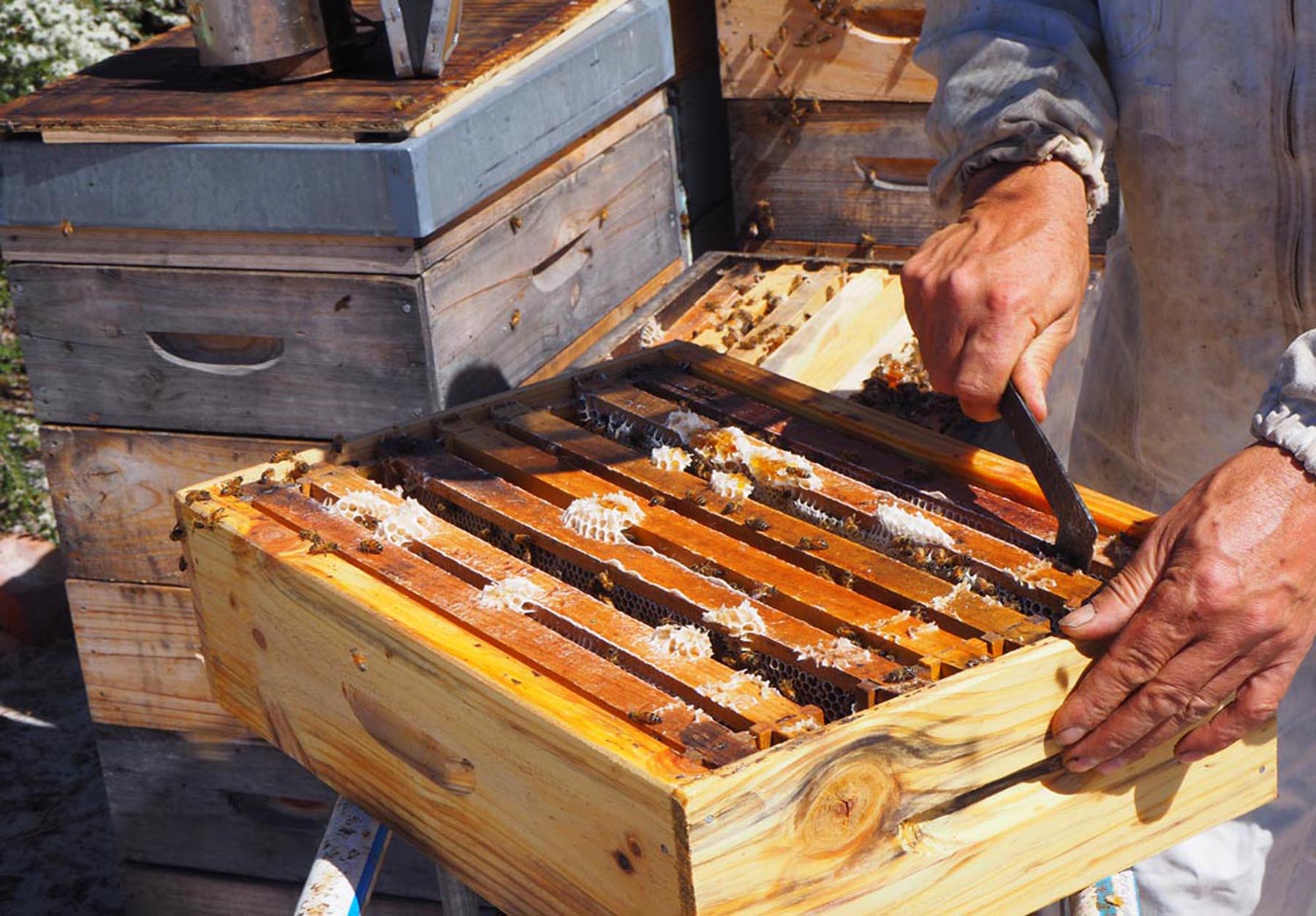 Miellerie Honey Tasmania